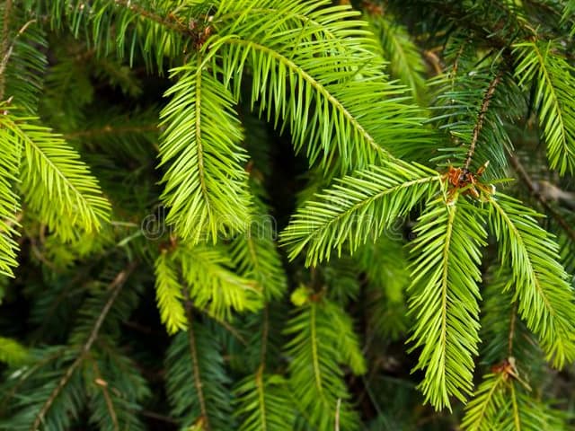 douglas fir