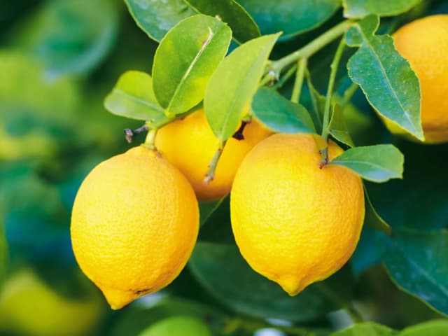 lemon
