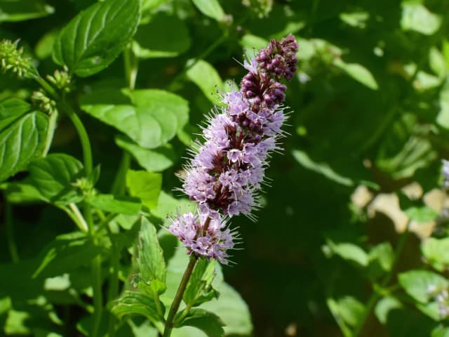 patchouli